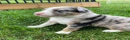Australian Shepherd dogs for sale: Jack  - Ad 7