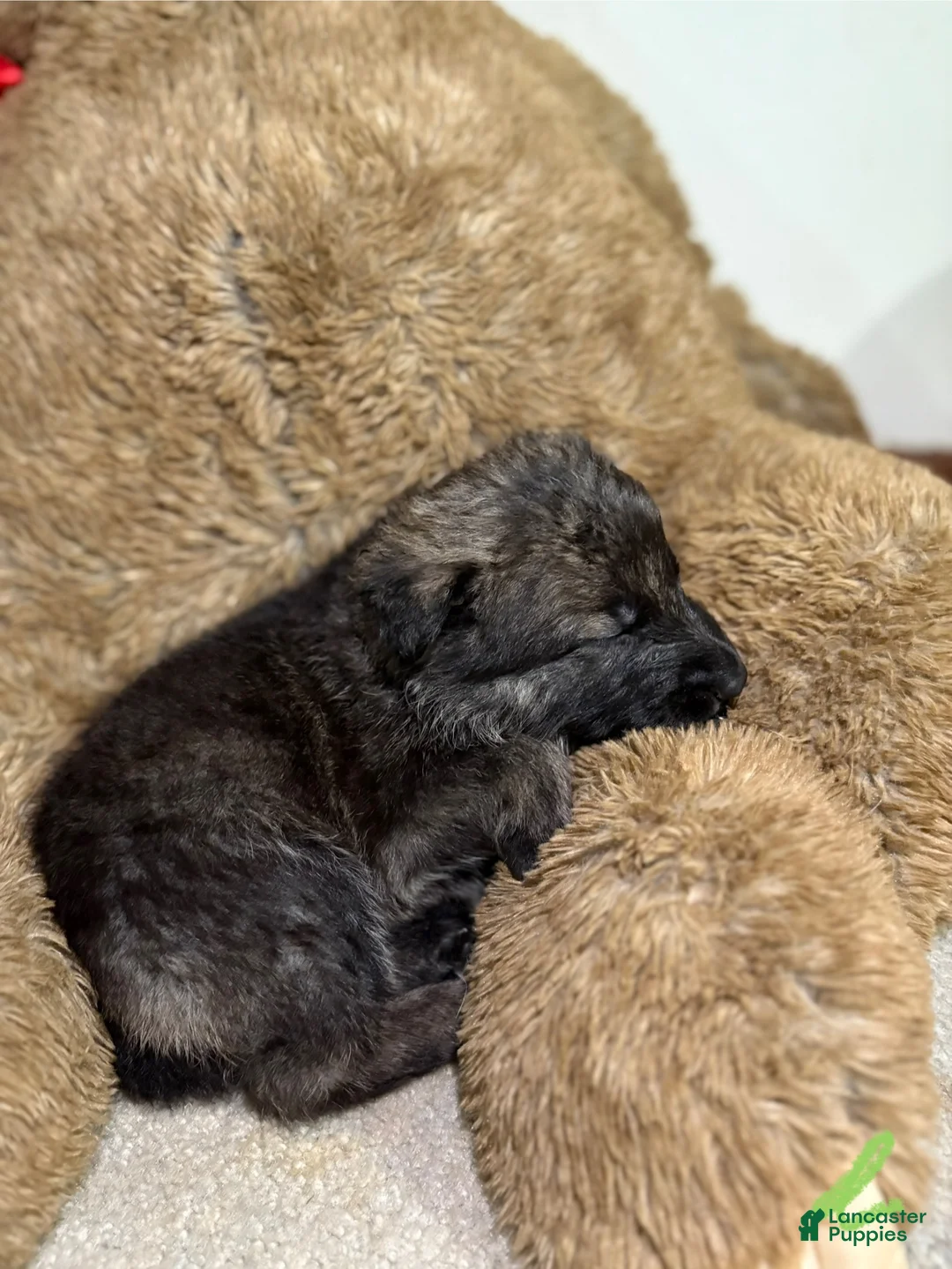 German Shepherd dogs for sale: Green collar boy - Ad 1