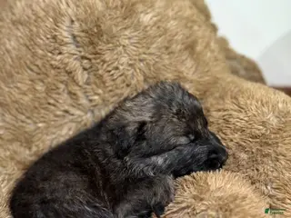 German Shepherd dogs Green collar boy - Ad 32