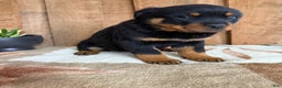 Rottweiler dogs for sale: Luke - Ad 12