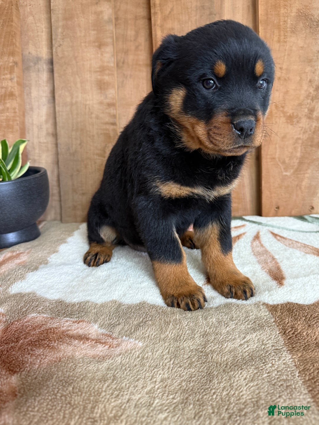 Rottweiler dogs for sale: Luke - Ad 12