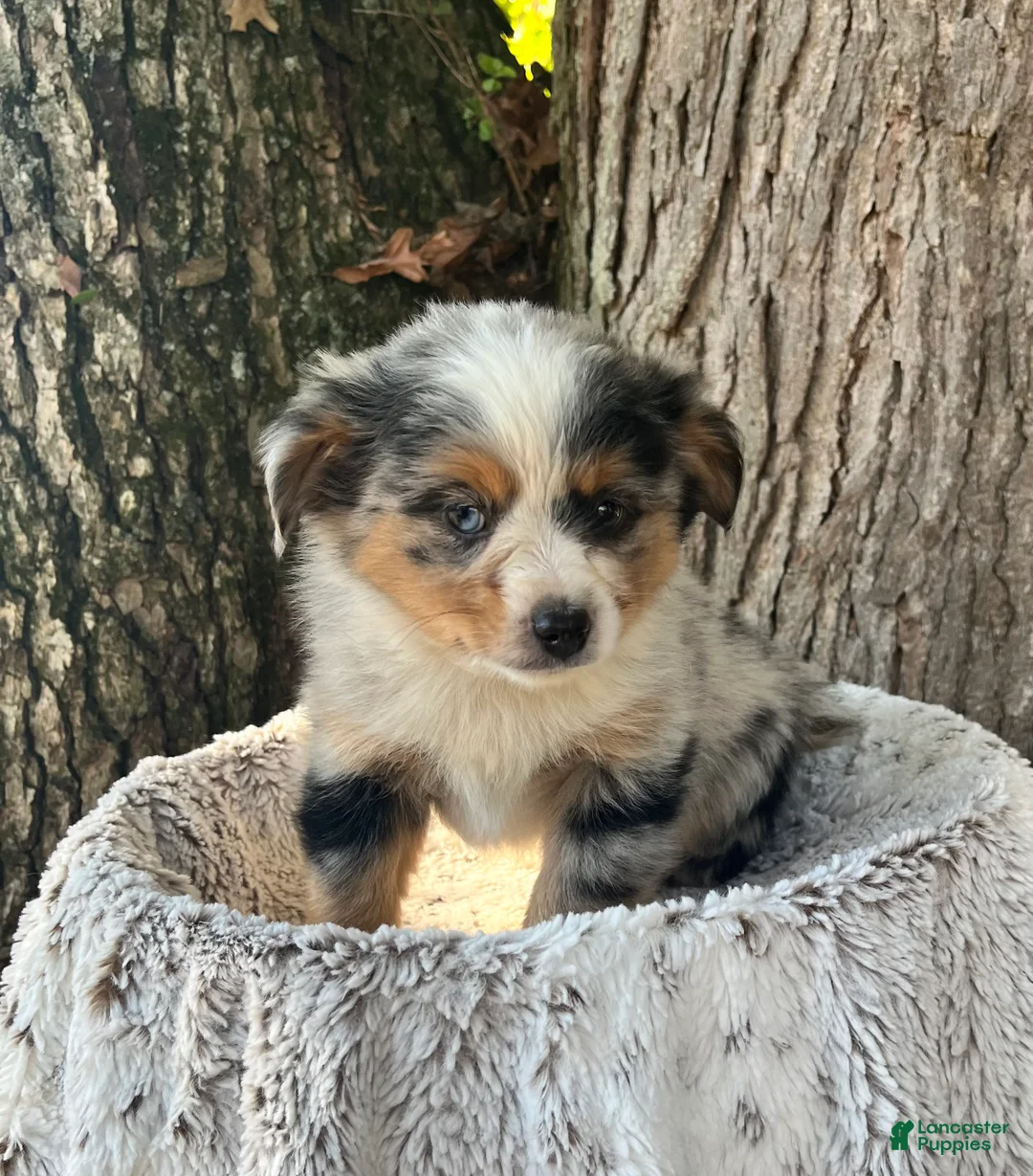 Miniature Australian Shepherd dogs for sale: Champion - Ad 1