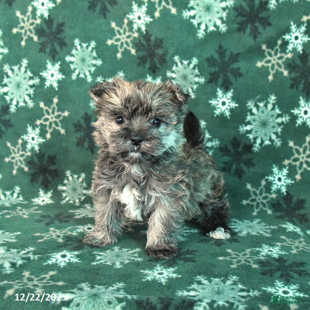 Morkie dogs for sale: Smartie - Ad 1