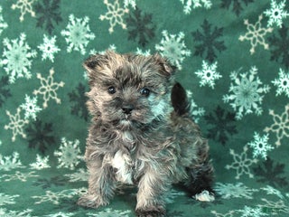 Morkie dogs Smartie - Ad 37