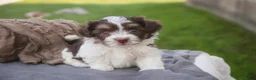 Havanese dogs for sale: Sherlock Havanese  - Ad 13