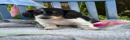 Miniature Dachshund dogs for sale: Tango - Ad 4