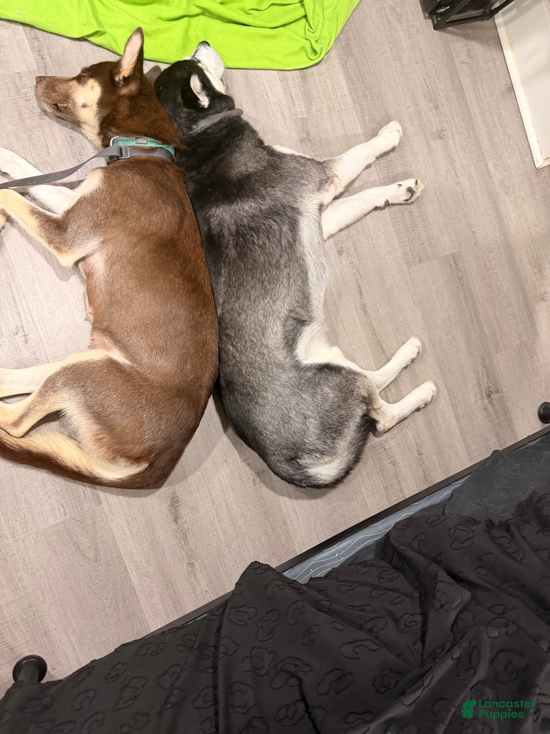 Siberian Husky dogs for sale: Siberian Husky Puppy 2 - Ad 2