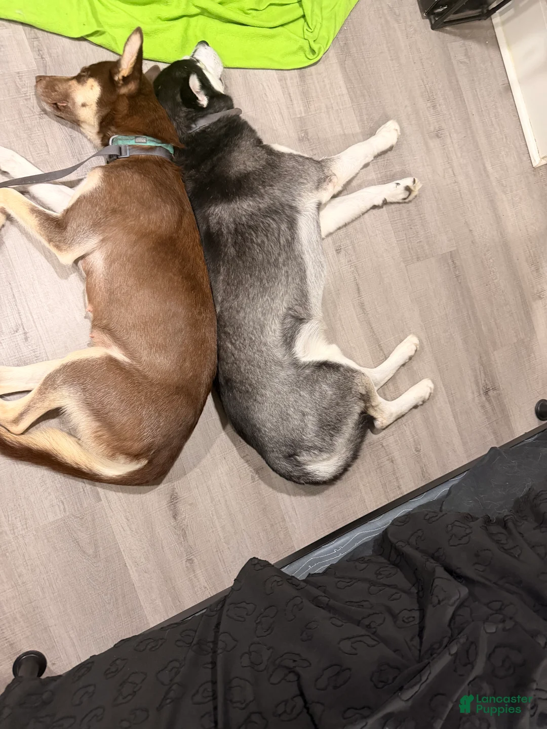 Siberian Husky dogs for sale: Siberian Husky Puppy 2 - Ad 2