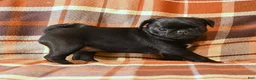 Pug dogs for sale: Betty    - Ad 4