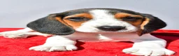 Beagle dogs for sale: Dakota - Ad 4