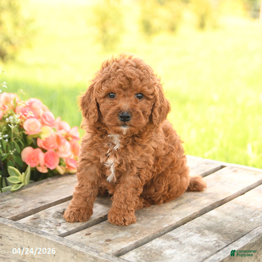 Miniature Poodle dogs Dexter - Ad 1