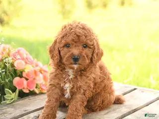 Miniature Poodle dogs for sale: Dexter - Ad 3