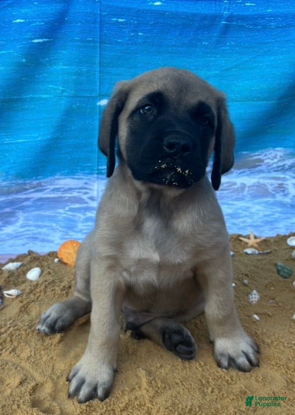 English Mastiff dogs Atlas  - Ad 24