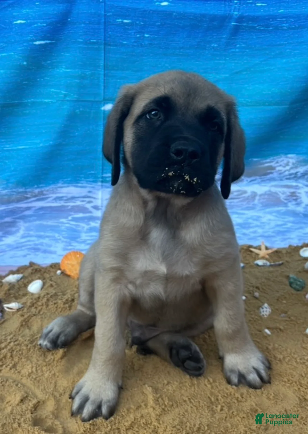 English Mastiff dogs for sale: Atlas  - Ad 1