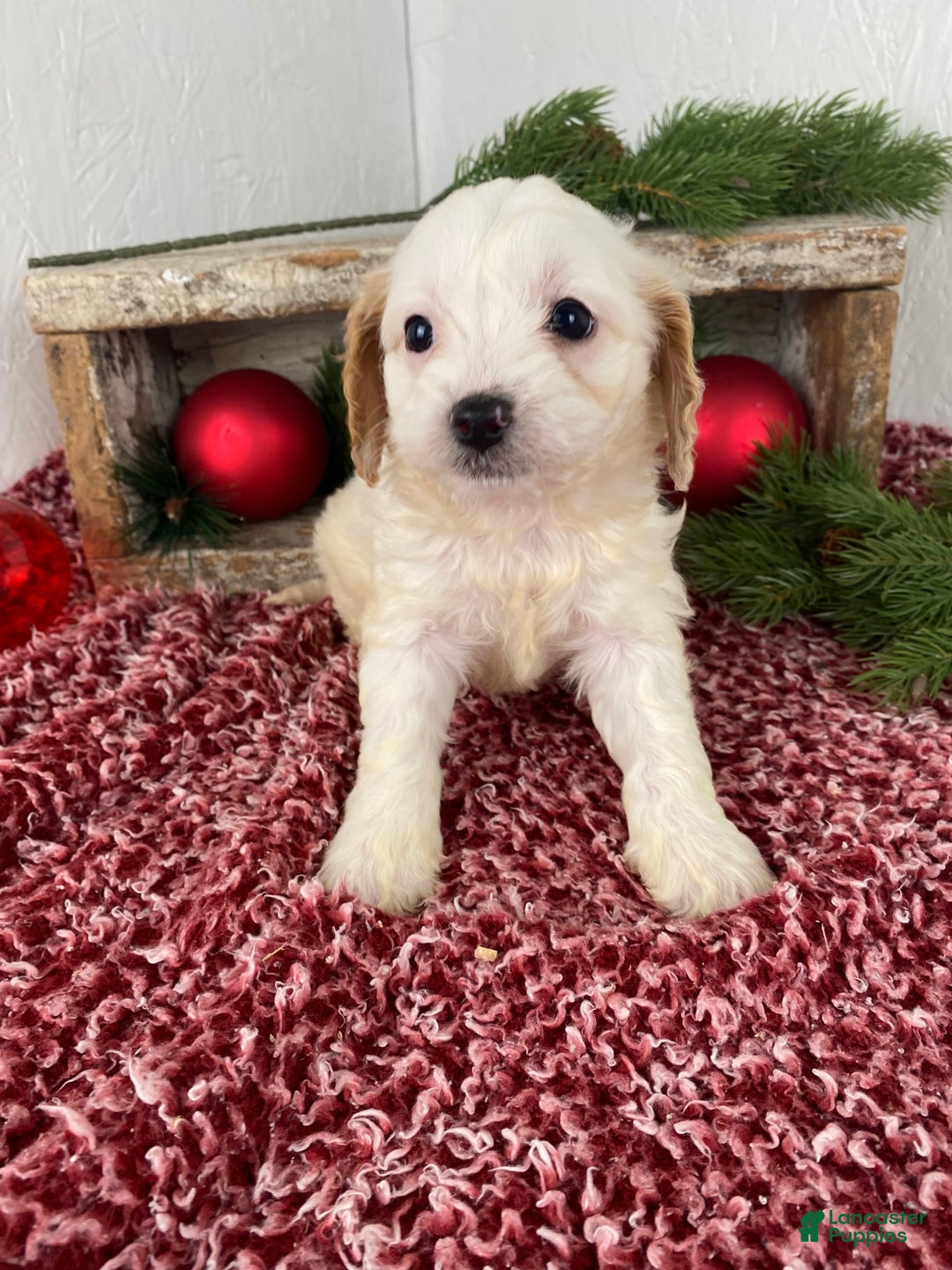 Cockapoo dogs for sale: Chloe - Ad 9