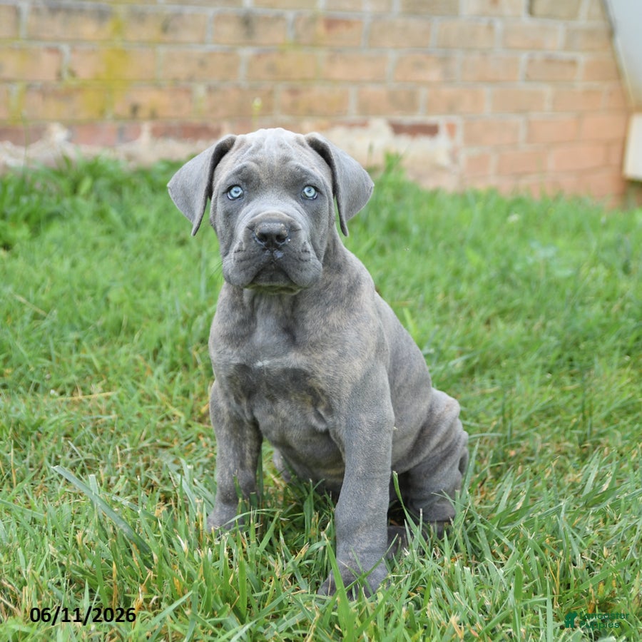 Cane Corso dogs Drake - Ad 1