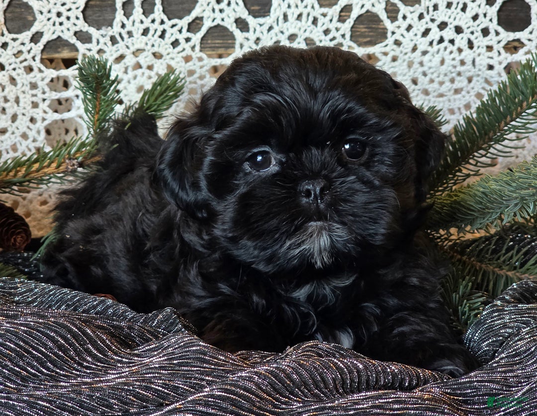 Shihpoo dogs for sale: Johnny - Ad 4