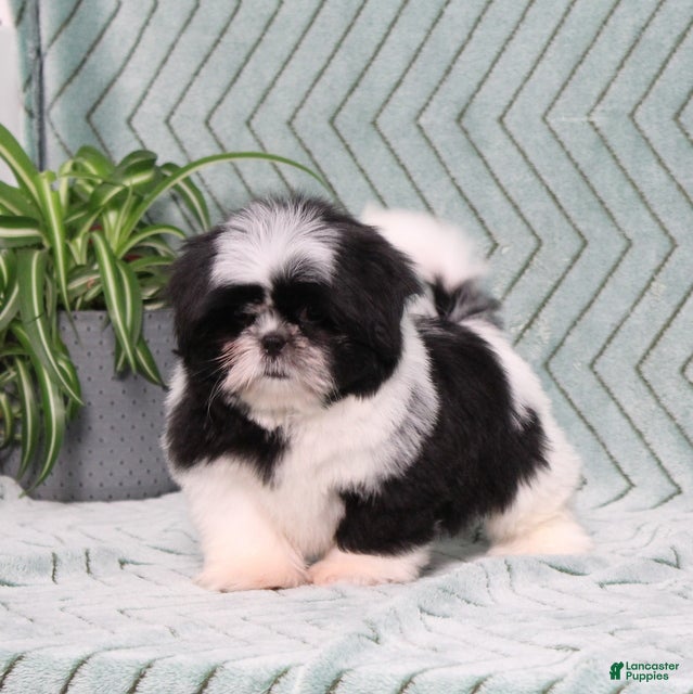 Shih Tzu dogs Polecat - Ad 2