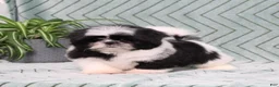 Shih Tzu dogs for sale: Polecat - Ad 3