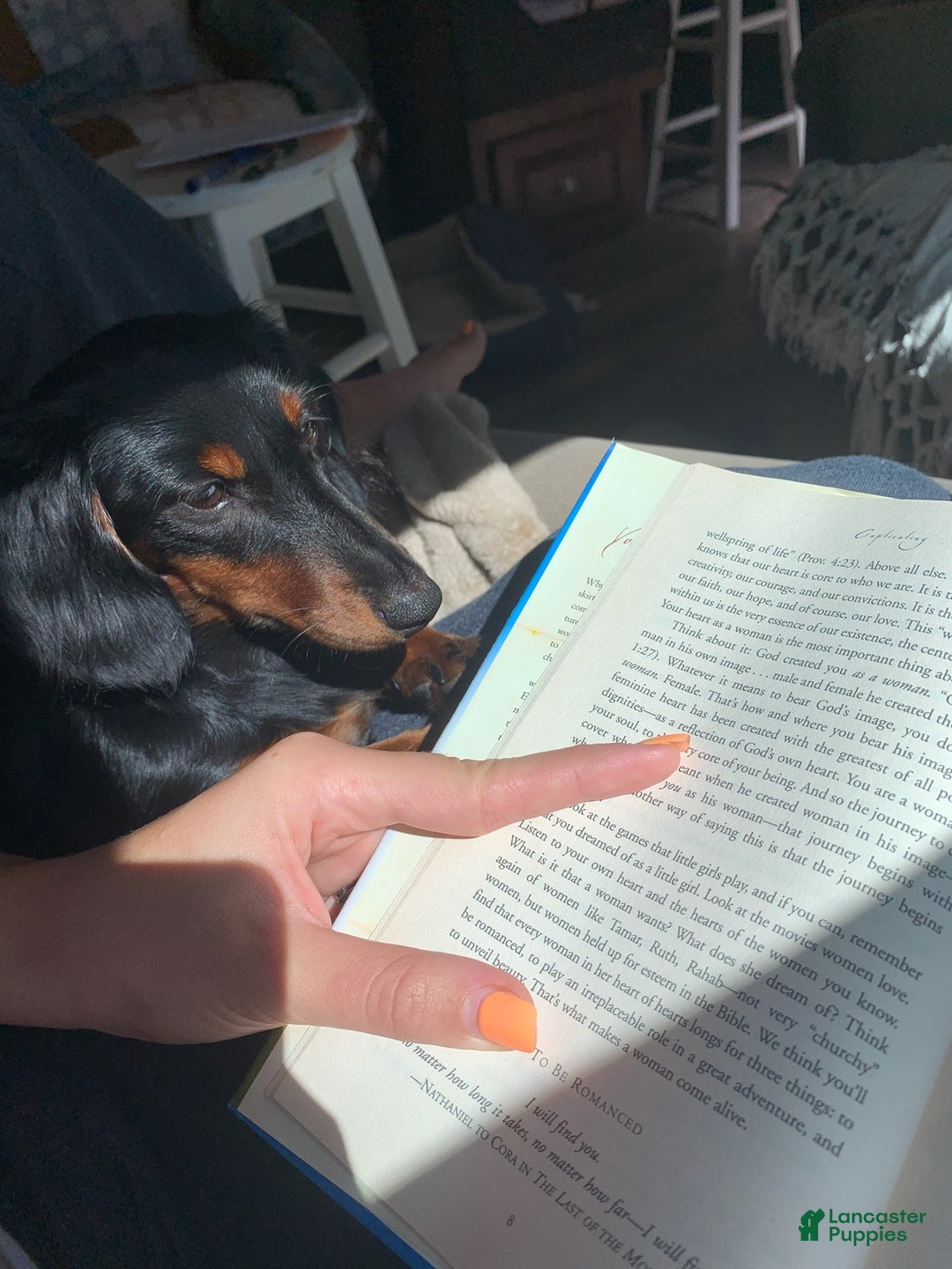 Miniature Dachshund dogs for sale: Blondie is a lil over 8 weeks and ready to go  - Ad 18