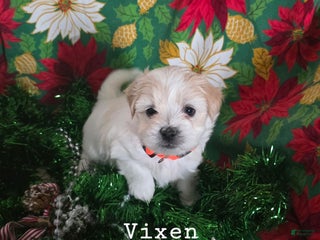 Coton De Tulear dogs Vixen - Ad 12