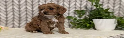 Cavapoo dogs for sale: Cody - Ad 8