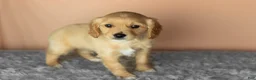 Mixed Breed dogs for sale: Benji  - Ad 3