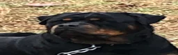 Rottweiler dogs for sale: Rottweiler 2 - Ad 26