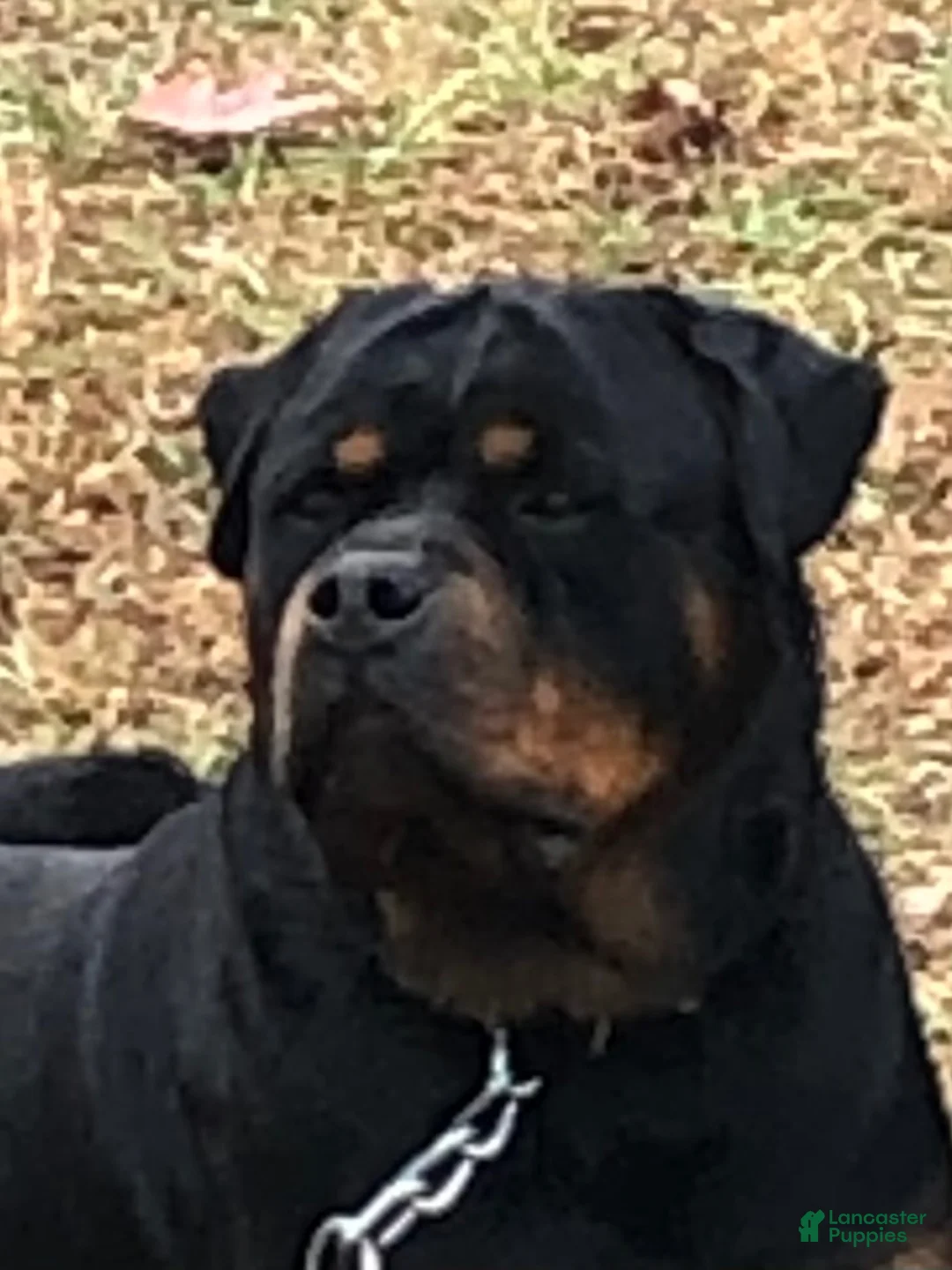 Rottweiler dogs for sale: Rottweiler 2 - Ad 26