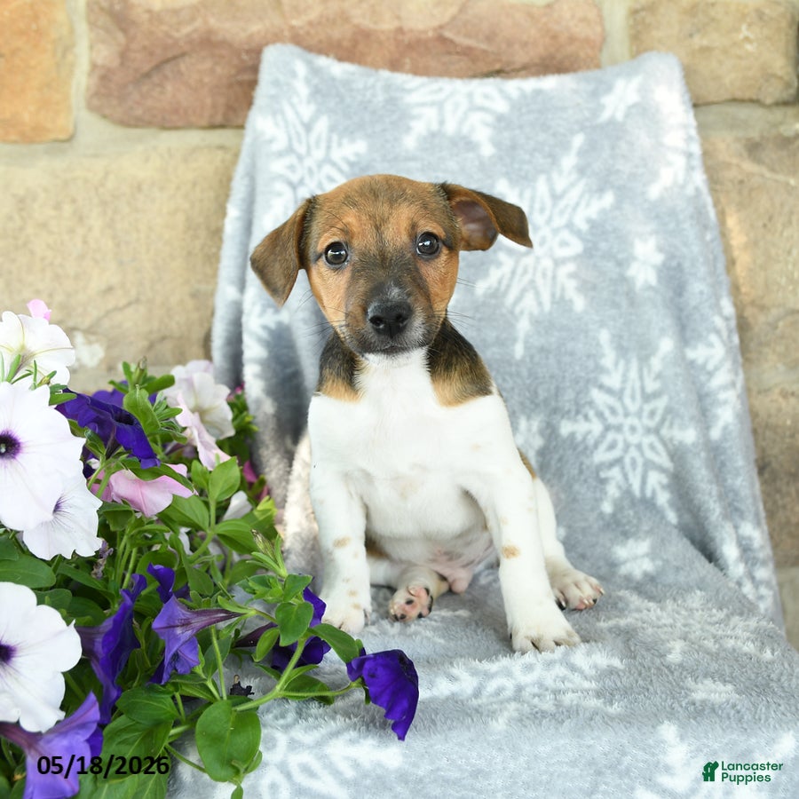 Jack Russell Terrier dogs Jeff - Ad 2