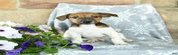 Jack Russell Terrier dogs for sale: Jeff - Ad 2