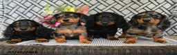 Miniature Dachshund dogs for sale: Oreo - Ad 5
