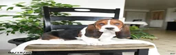 Basset Hound dogs for sale: Jersey - Ad 1