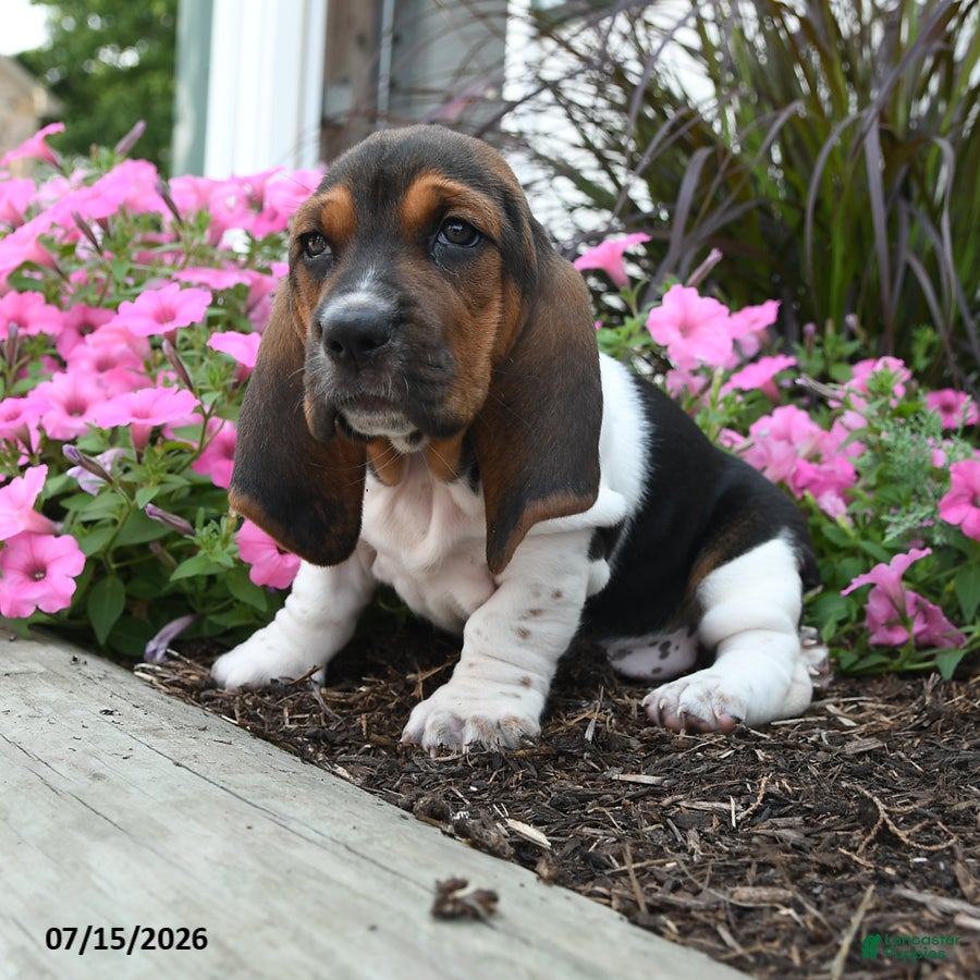 Basset Hound dogs Olive  - Ad 2