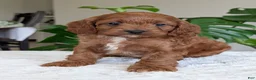 Cavapoo dogs for sale: Ellie - Ad 6