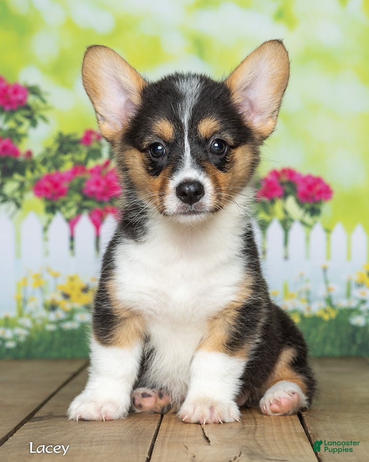 Welsh Corgi Pembroke dogs Lacey - Ad 2
