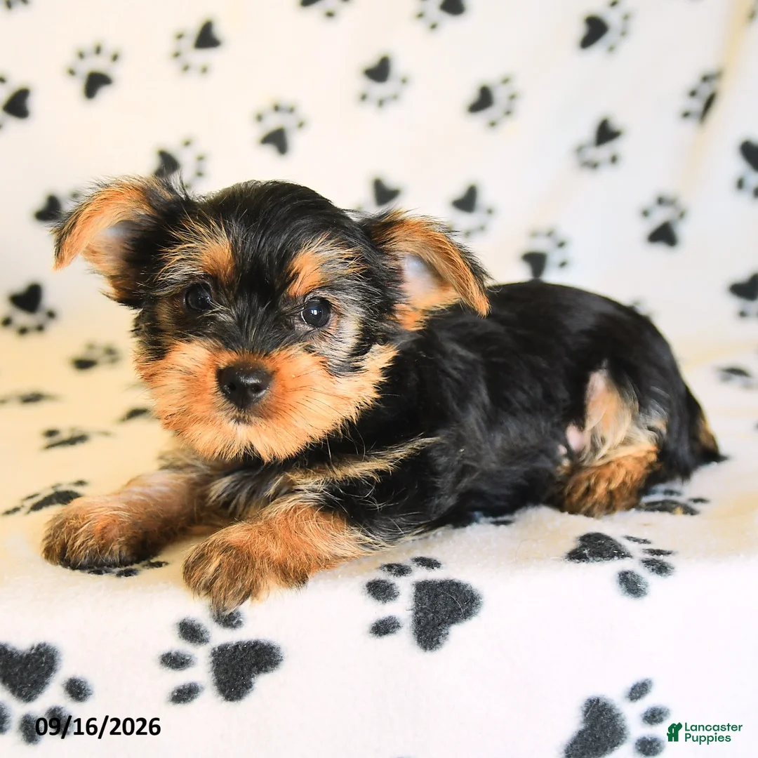 Yorkshire Terrier dogs for sale: Jonah - Ad 5