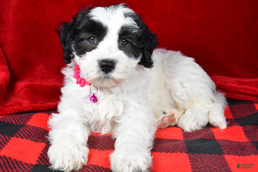 Newfypoo dogs for sale: Hailey f one b - Ad 2