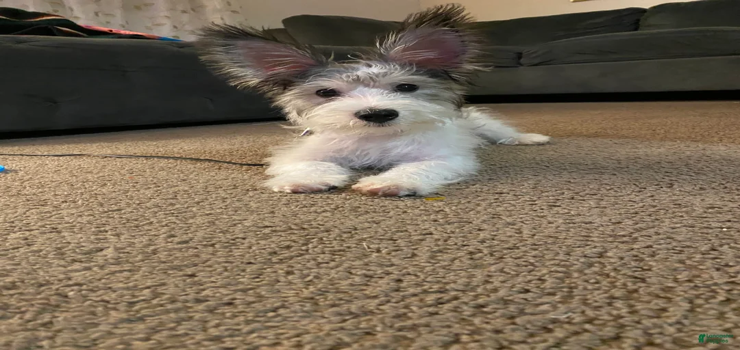 Gallery Image {{count}}