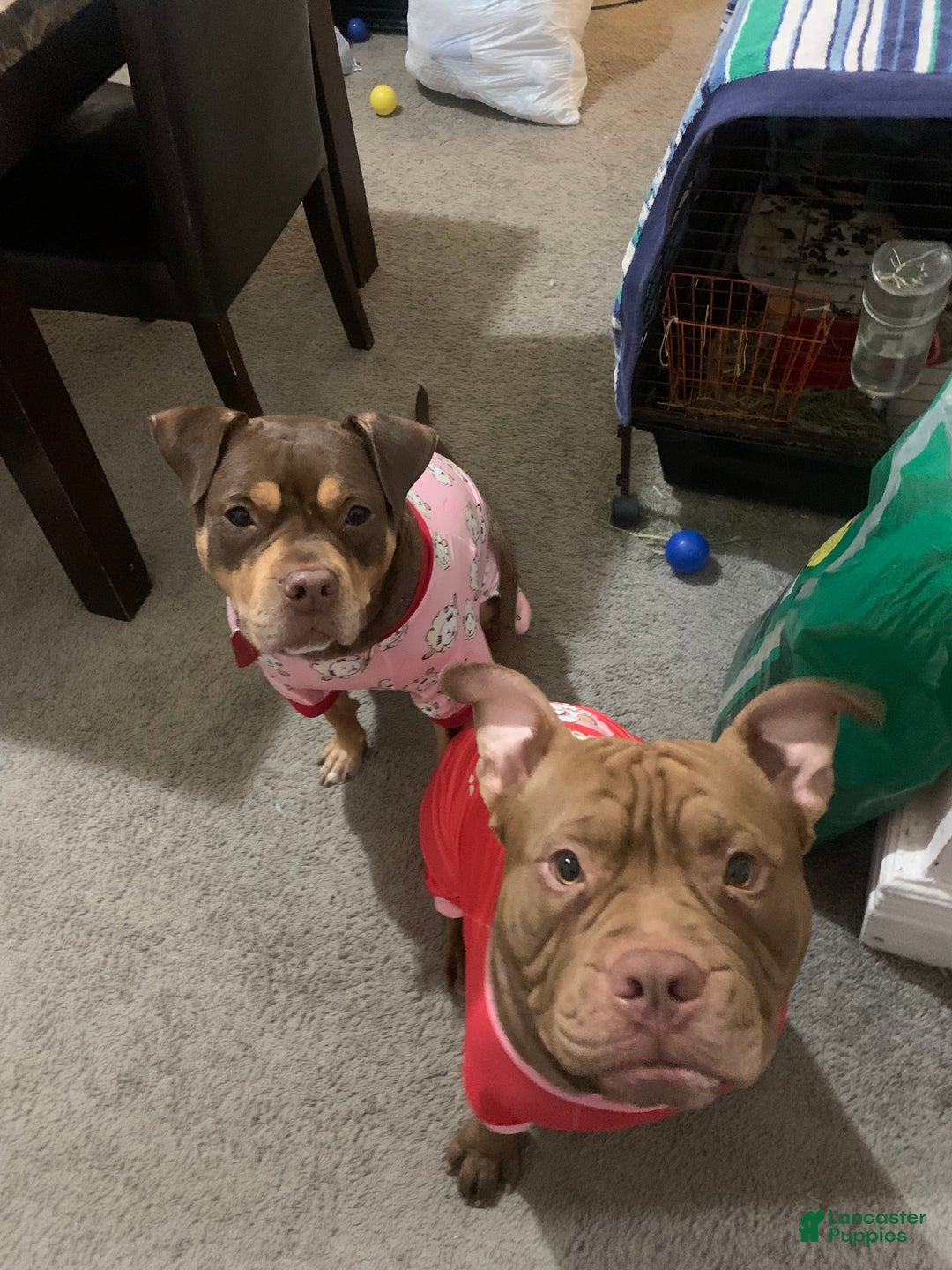 American Bully dogs for sale: American Bully Puppy 1 - Ad 5