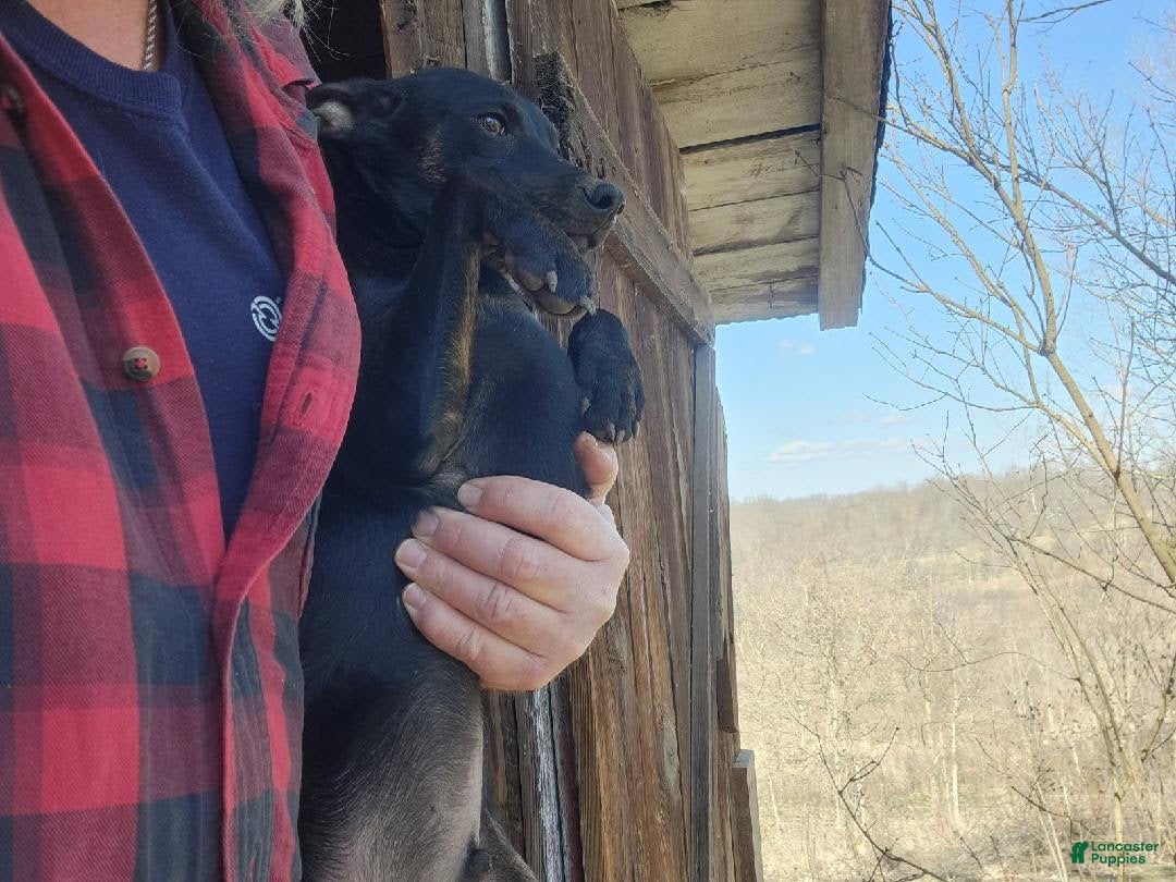 Miniature Pinscher dogs for sale: Sargent - Ad 2