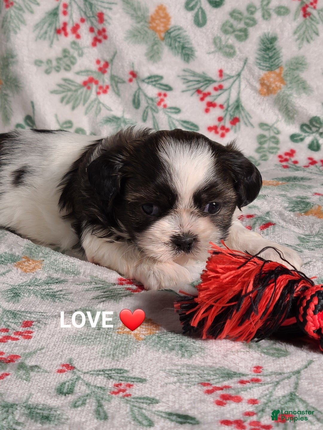 Shih Tzu dogs for sale: Love ❤️  - Ad 3