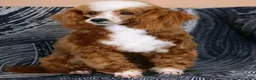 Mini Goldendoodle dogs for sale: Rachel - Ad 6