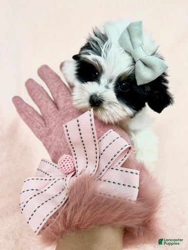 Gallery Image {{count}}