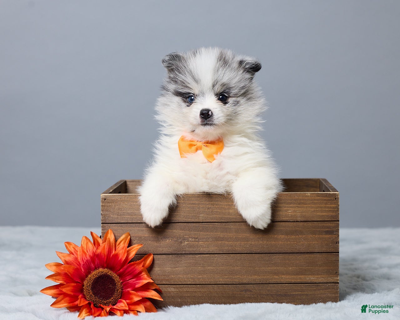 Pomeranian dogs Theo - Ad 1
