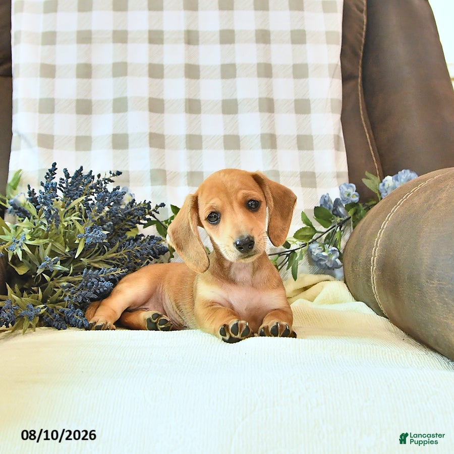 Miniature Dachshund dogs Timber - Ad 1