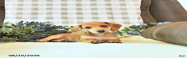 Timber
