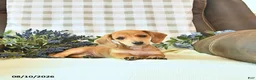 Miniature Dachshund dogs for sale: Timber - Ad 1