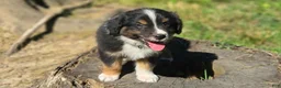 Australian Shepherd dogs for sale: Australian Shepherd Puppy 7 "Diam" - Ad 4