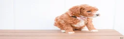Miniature Poodle dogs for sale: Dixie 💕🐶 - Ad 5
